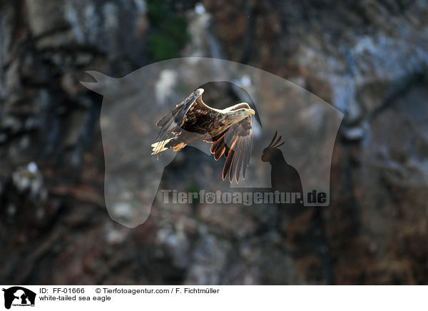 Seeadler / white-tailed sea eagle / FF-01666