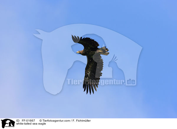 Seeadler / white-tailed sea eagle / FF-01667