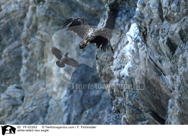 Seeadler / white-tailed sea eagle / FF-02262