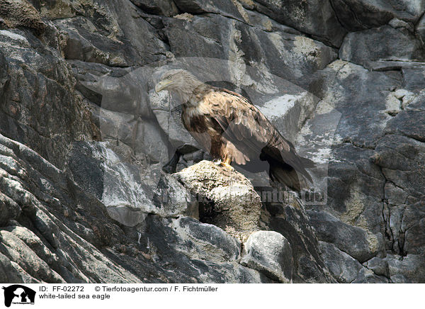 Seeadler / white-tailed sea eagle / FF-02272