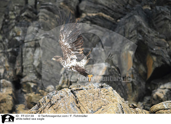 Seeadler / white-tailed sea eagle / FF-03139