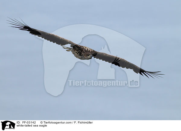 Seeadler / white-tailed sea eagle / FF-03142