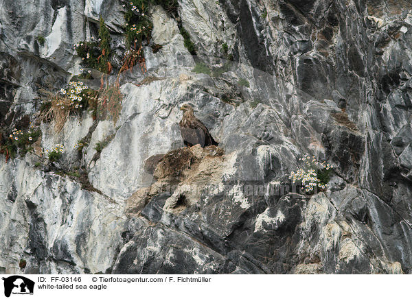 Seeadler / white-tailed sea eagle / FF-03146