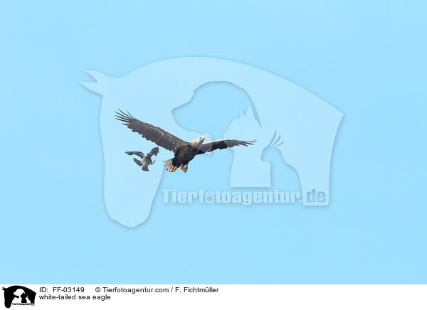 Seeadler / white-tailed sea eagle / FF-03149