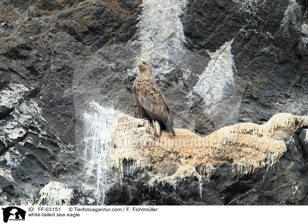 Seeadler / white-tailed sea eagle / FF-03151