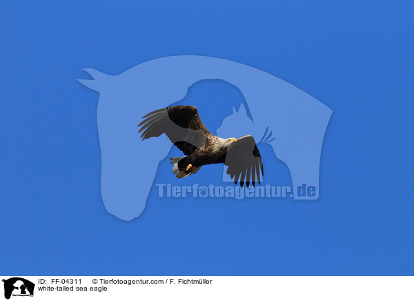 Seeadler / white-tailed sea eagle / FF-04311