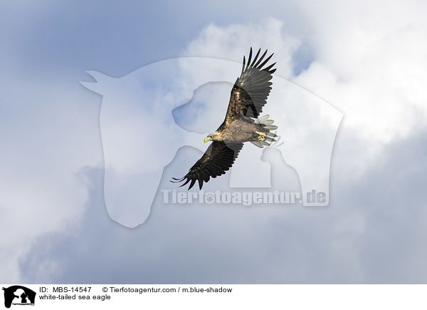 Seeadler / white-tailed sea eagle / MBS-14547