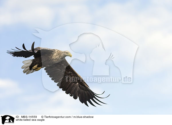 Seeadler / white-tailed sea eagle / MBS-14559