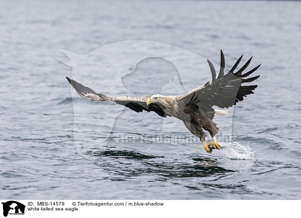 Seeadler / white-tailed sea eagle / MBS-14578