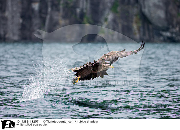 Seeadler / white-tailed sea eagle / MBS-18257