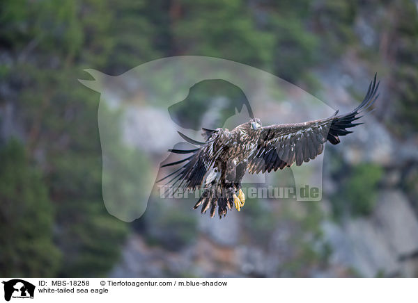 Seeadler / white-tailed sea eagle / MBS-18258