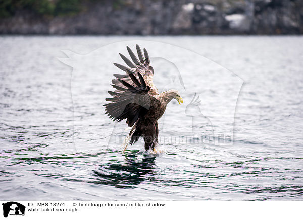 Seeadler / white-tailed sea eagle / MBS-18274