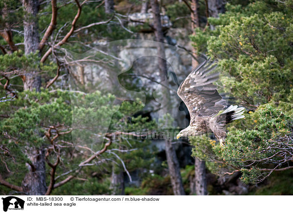 Seeadler / white-tailed sea eagle / MBS-18300