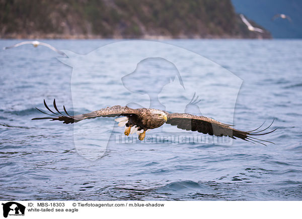 Seeadler / white-tailed sea eagle / MBS-18303