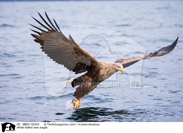 Seeadler / white-tailed sea eagle / MBS-18304