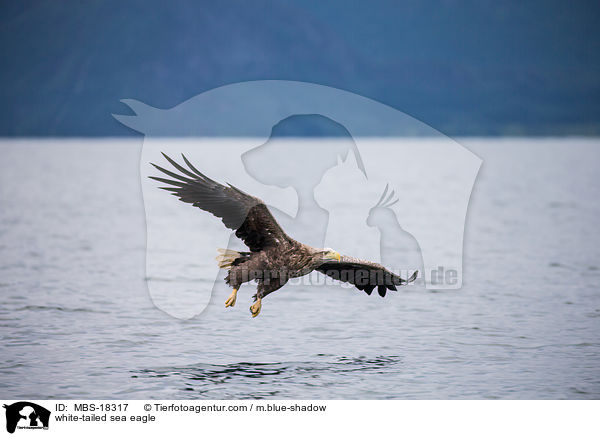 white-tailed sea eagle / MBS-18317