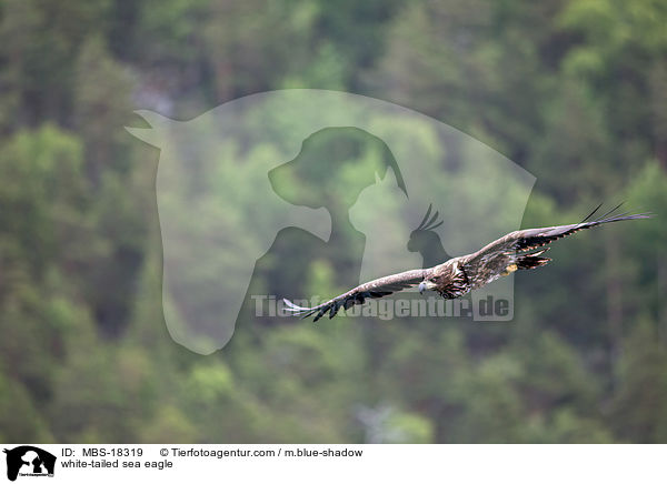 white-tailed sea eagle / MBS-18319