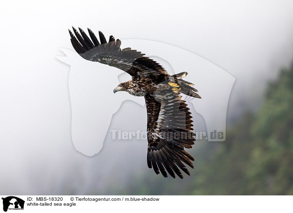 white-tailed sea eagle / MBS-18320
