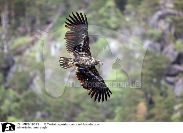white-tailed sea eagle / MBS-18322