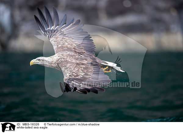 white-tailed sea eagle / MBS-18326