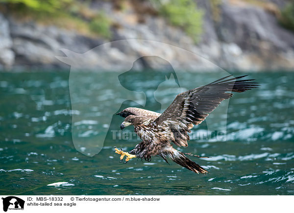 white-tailed sea eagle / MBS-18332