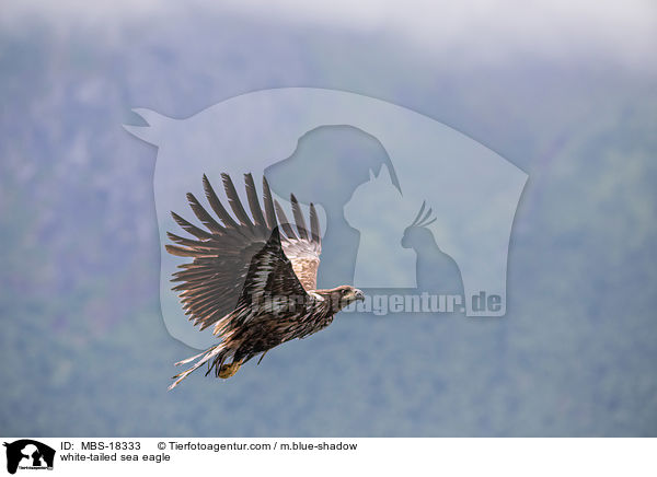 Seeadler / white-tailed sea eagle / MBS-18333