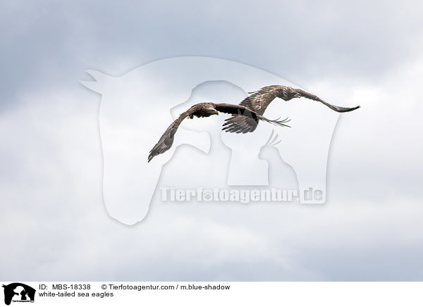 Seeadler / white-tailed sea eagles / MBS-18338