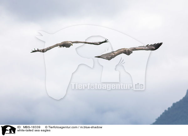 white-tailed sea eagles / MBS-18339