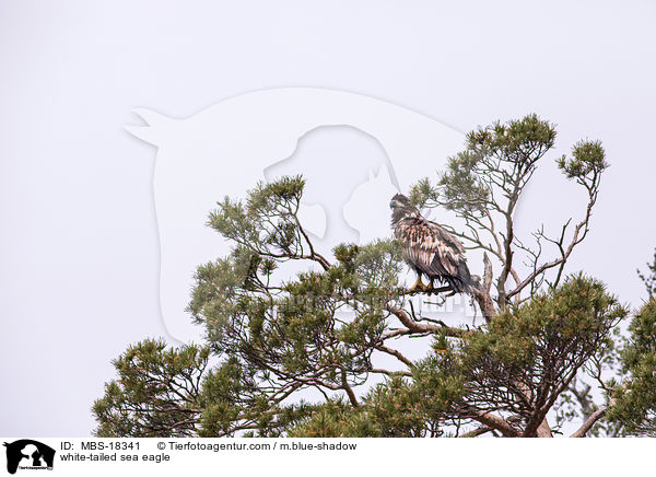 Seeadler / white-tailed sea eagle / MBS-18341