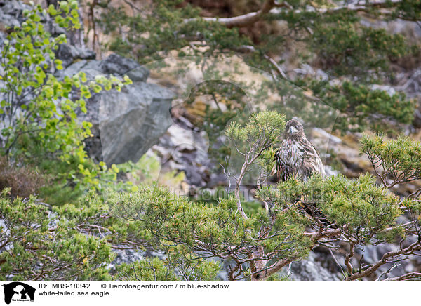 Seeadler / white-tailed sea eagle / MBS-18342