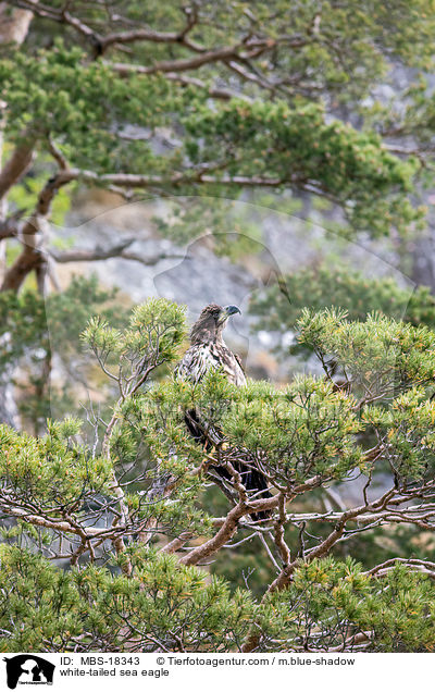 Seeadler / white-tailed sea eagle / MBS-18343