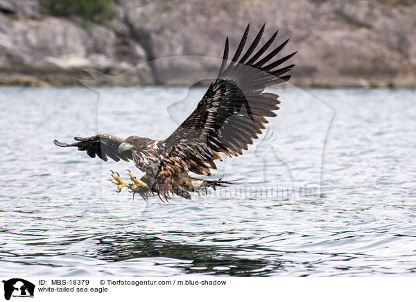 Seeadler / white-tailed sea eagle / MBS-18379