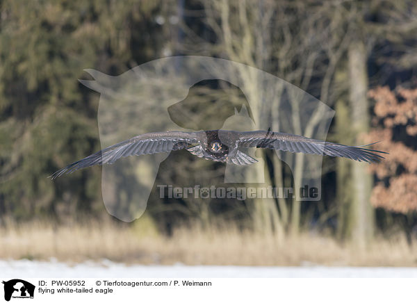 fliegender Seeadler / flying white-tailed eagle / PW-05952