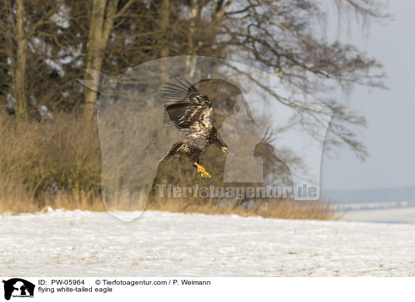 fliegender Seeadler / flying white-tailed eagle / PW-05964