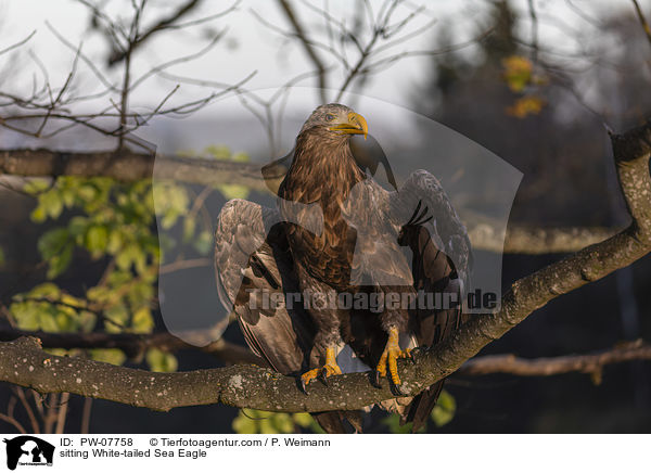 sitting White-tailed Sea Eagle / PW-07758