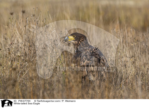 White-tailed Sea Eagle / PW-07764