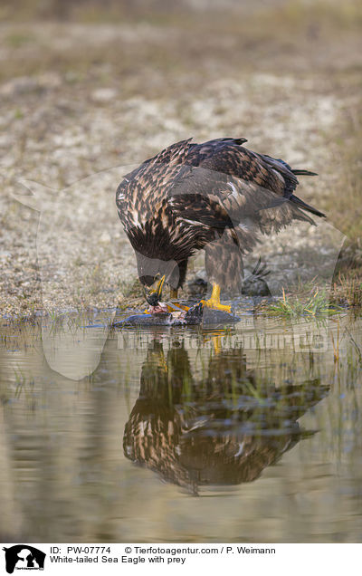 White-tailed Sea Eagle with prey / PW-07774