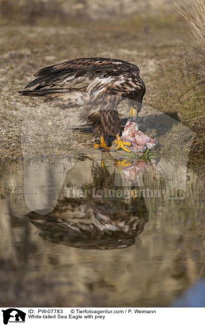 Seeadler mit Beute / White-tailed Sea Eagle with prey / PW-07783