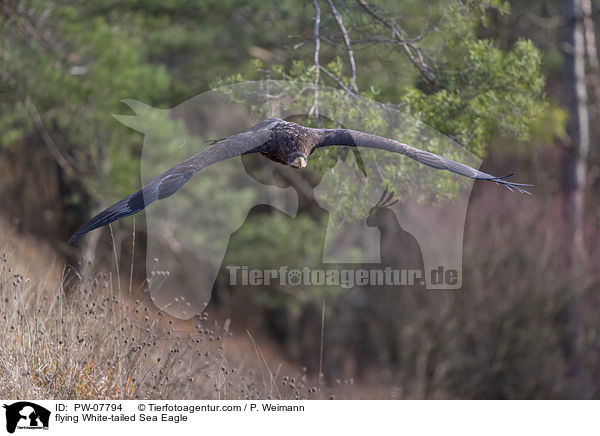fliegender Seeadler / flying White-tailed Sea Eagle / PW-07794