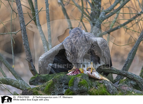 White-tailed Sea Eagle with prey / PW-07800