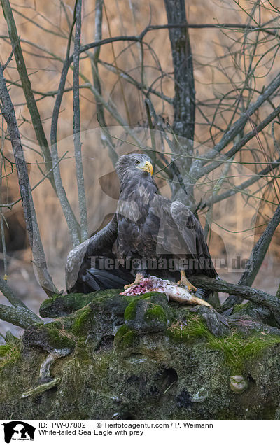 White-tailed Sea Eagle with prey / PW-07802