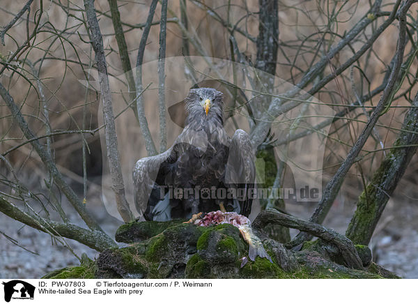 Seeadler mit Beute / White-tailed Sea Eagle with prey / PW-07803