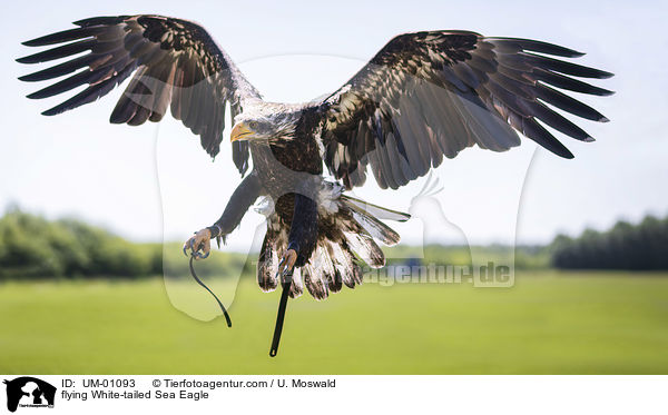 flying White-tailed Sea Eagle / UM-01093