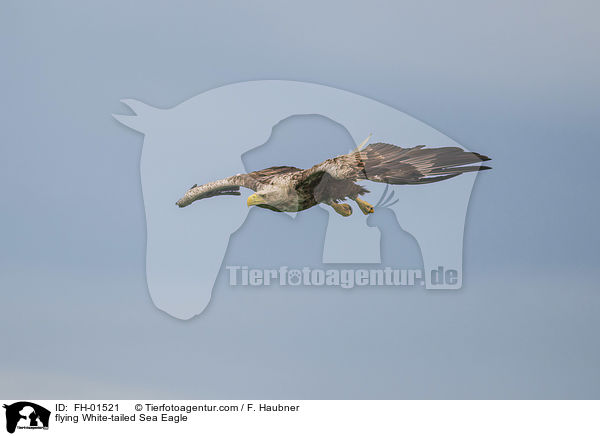 fliegender Seeadler / flying White-tailed Sea Eagle / FH-01521