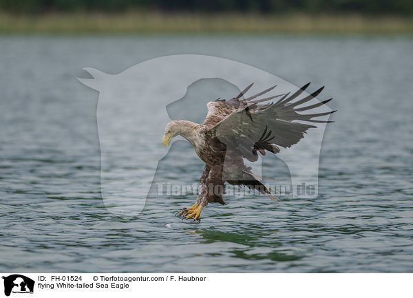 fliegender Seeadler / flying White-tailed Sea Eagle / FH-01524