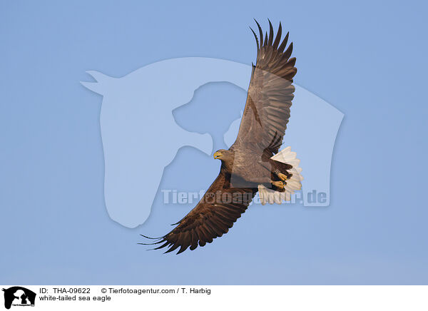 Seeadler / white-tailed sea eagle / THA-09622
