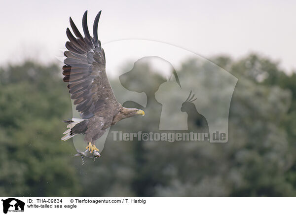 Seeadler / white-tailed sea eagle / THA-09634