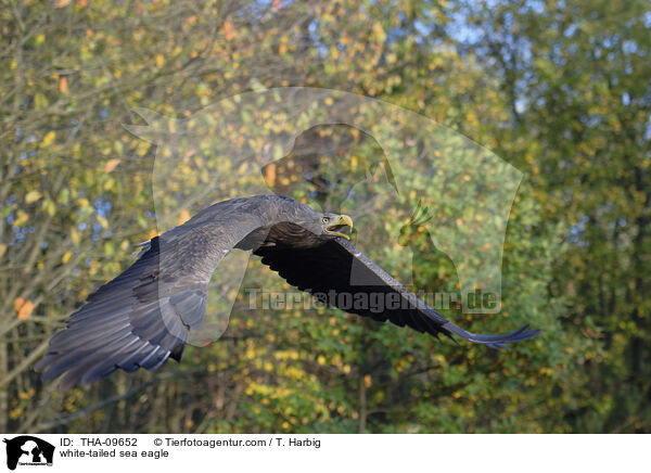 Seeadler / white-tailed sea eagle / THA-09652