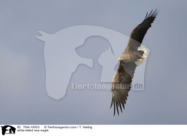 Seeadler / white-tailed sea eagle / THA-10003