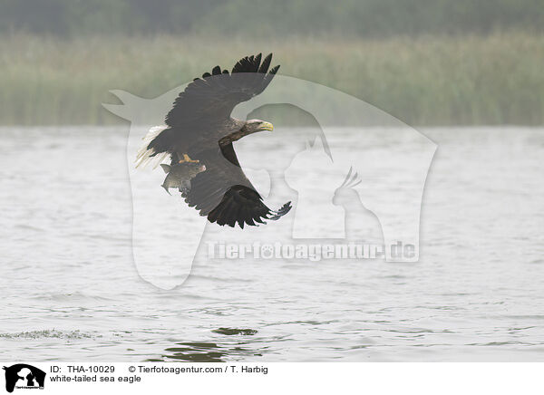 Seeadler / white-tailed sea eagle / THA-10029